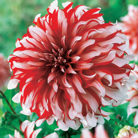 3 Dahlias décoratifs Santa Claus - Bakker