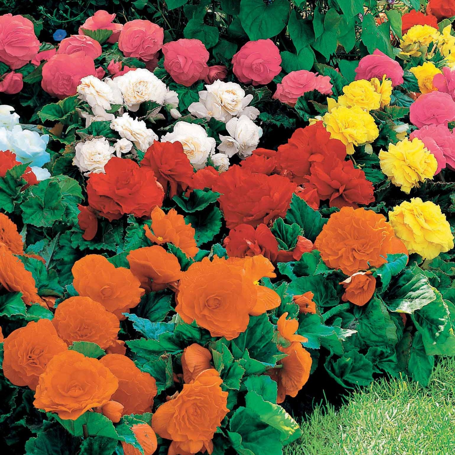 16 Bégonias Non Stop jaunes, rouges, roses, blancs en mélange – Bakker.com