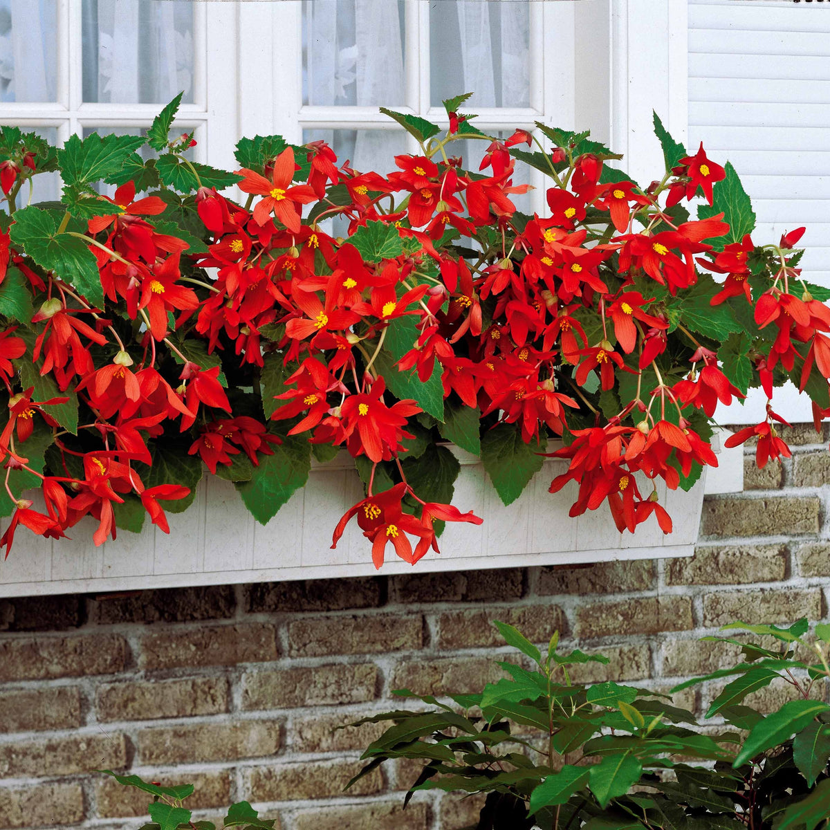 Begonia bertinii tanaïs - 2 Bégonias Tanaïs - Bulbes de Bégonia