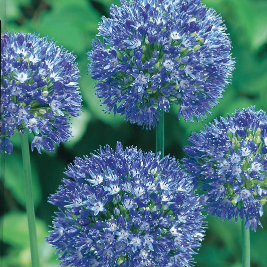 Allium bleus - Allium azureum - Bulbes à fleurs