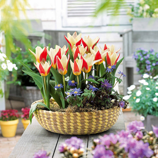 10 Tulipes botaniques The First - Bakker