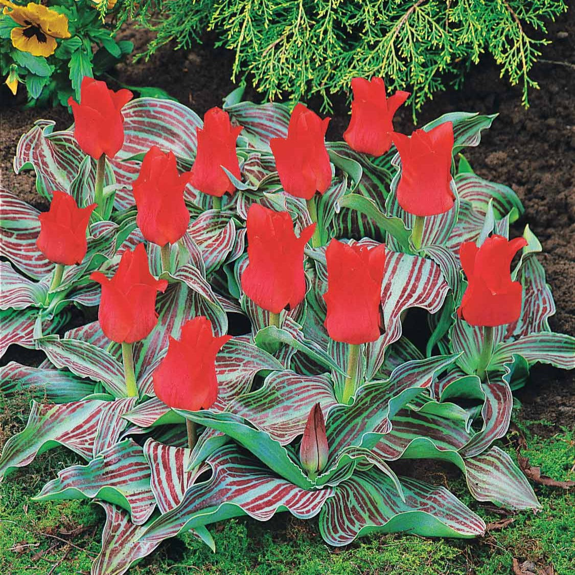 Bulbes de Tulipe - 10 Tulipes Chaperon Rouge - Tulipa greigii chaperon rouge