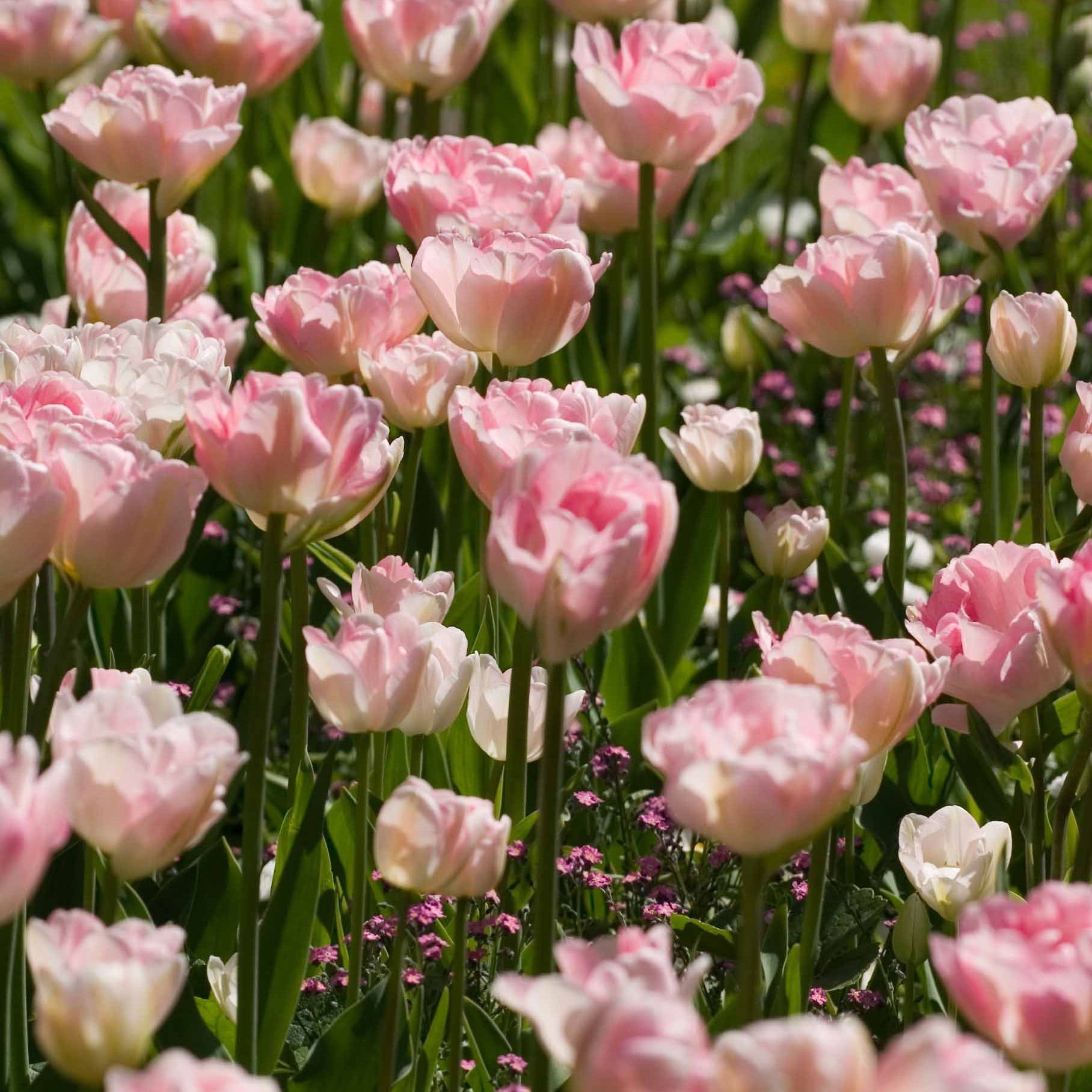 10 Tulipes à fleurs de pivoine Angélique - EXTRA - Bakker.com | France