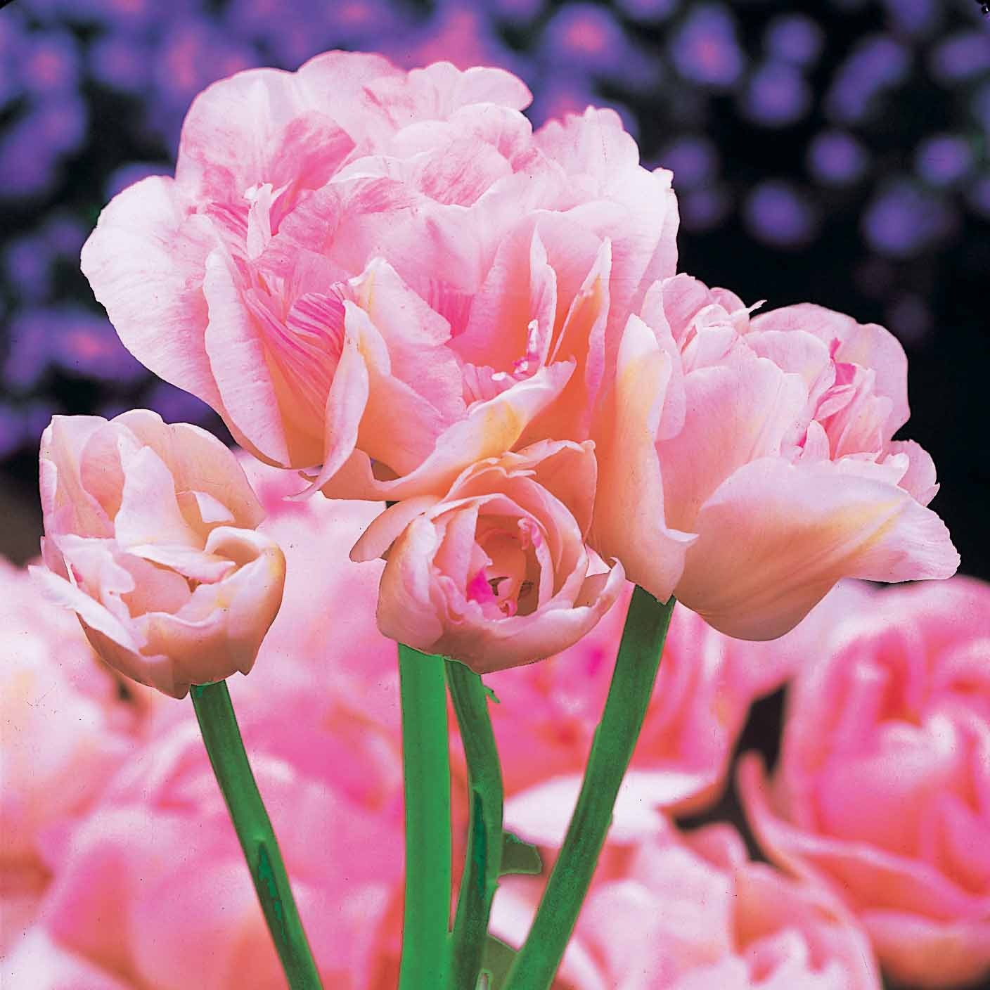 10 Tulipes à fleurs de pivoine Angélique - EXTRA - Bakker.com | France