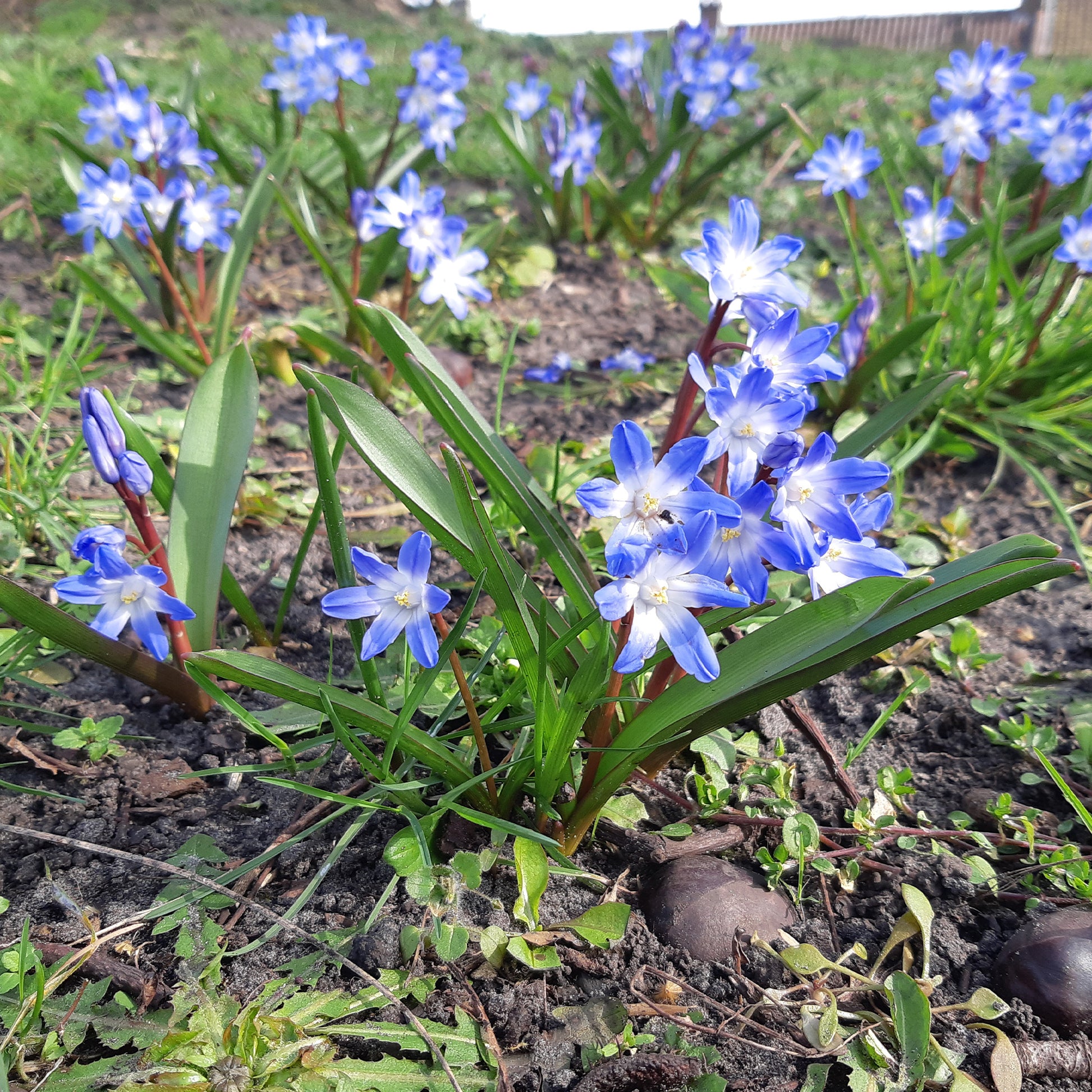 Bulbes de printemps - 10 Gloires des neiges bleue - Chionodoxa forbesii blue giant