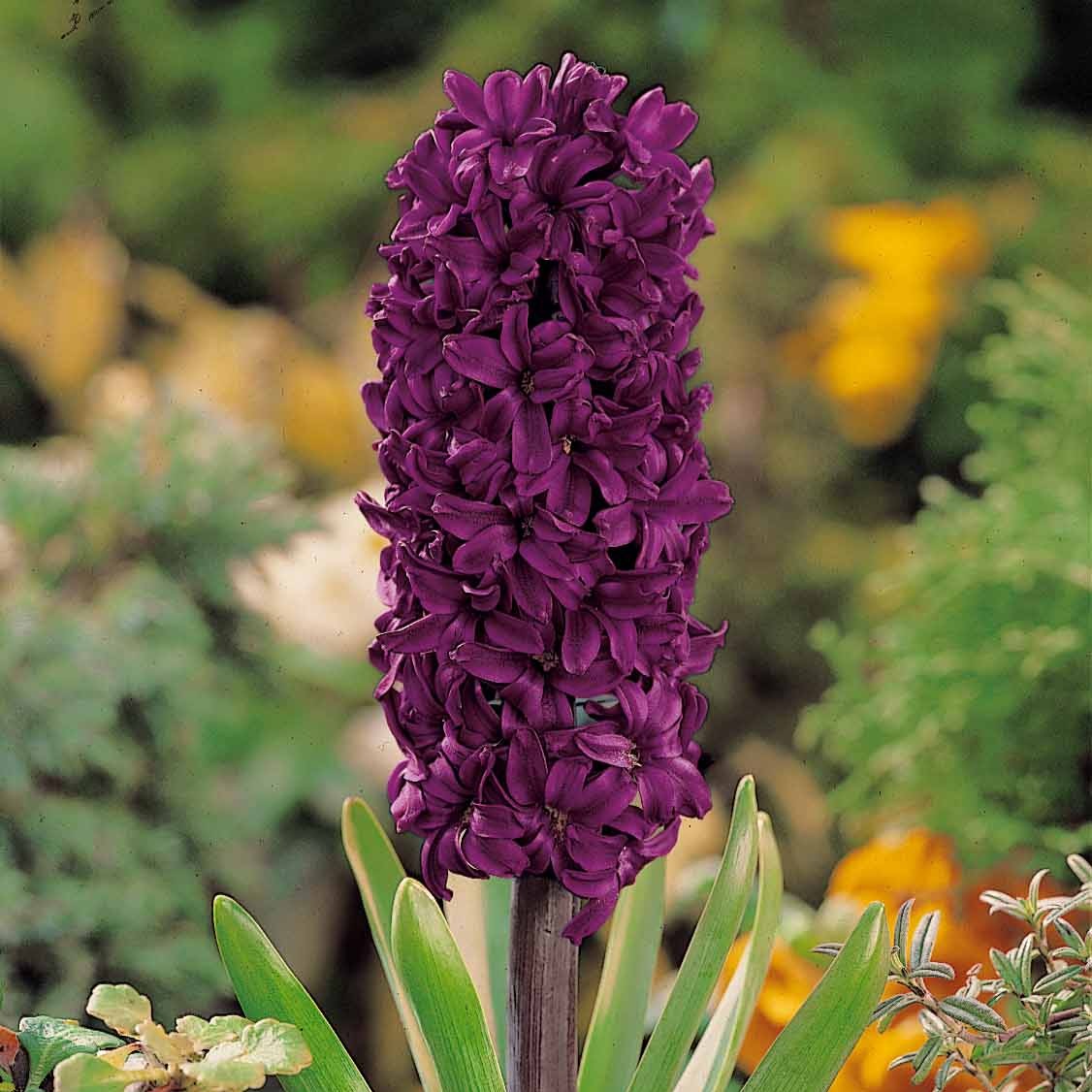 Hyacinthus orientalis woodstock - 6 Jacinthes Woodstock pourpre - Bulbes de Jacinthe