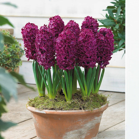6 Jacinthes Woodstock pourpre - Bakker