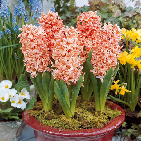 Bakker - 6 Jacinthes Gipsy Queen orange - Hyacinthus orientalis gipsy queen - Bulbes de printemps