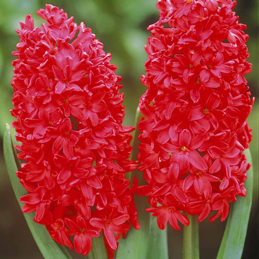 Bakker - 6 Jacinthes Jan Bos rouge - Hyacinthus orientalis jan bos - Bulbes de printemps