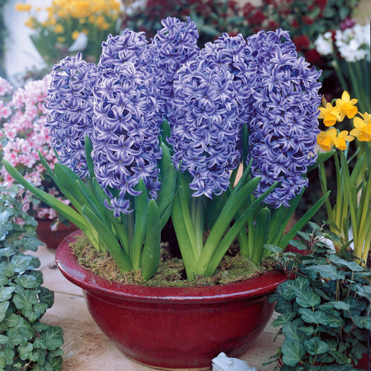 Bakker - 6 Jacinthes Ostara bleue - Hyacinthus orientalis ostara - Bulbes à fleurs