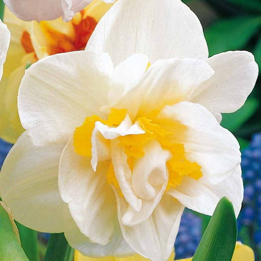 10 Narcisses à fleurs doubles White Lion - Bakker