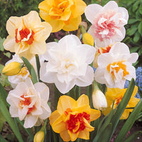 Bakker - 10 Narcisses à fleurs doubles Tahiti - Narcissus tahiti - Bulbes de printemps