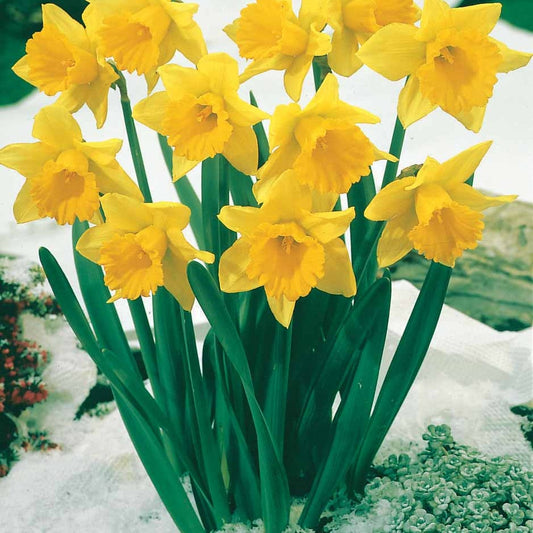 Bakker - 10 Narcisses Rijnveld Early Sensation - Narcissus rijnsveld early sensation - Bulbes de printemps