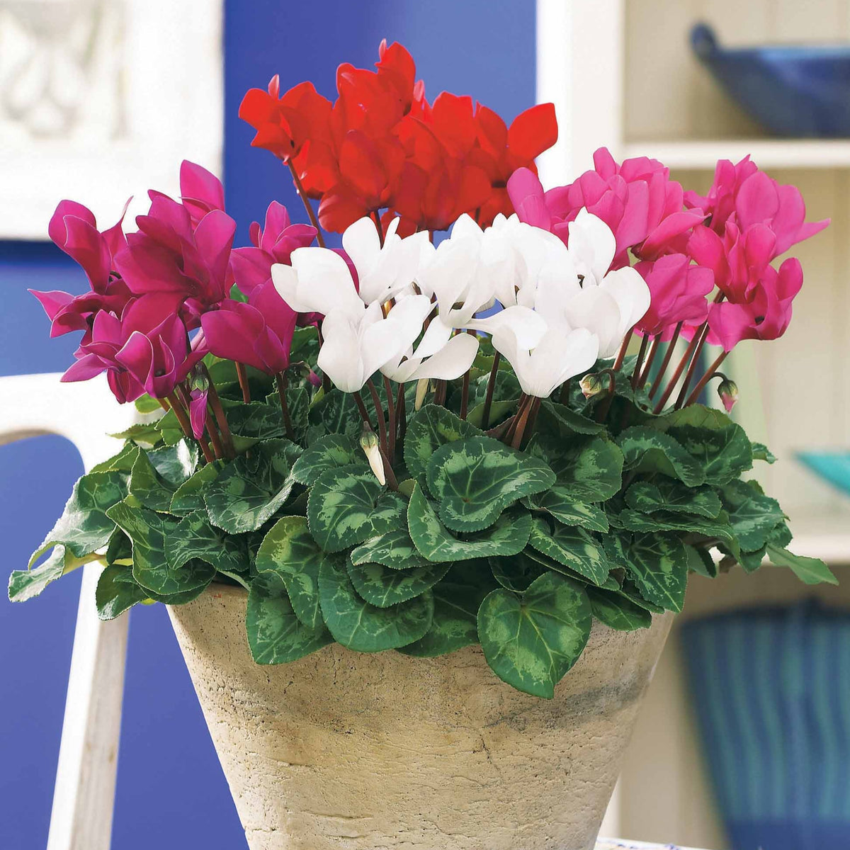 3 Mini-cyclamens Super série - Cyclamen super série - Bakker
