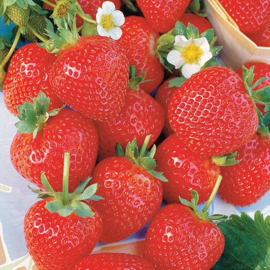 La saison des fraises des bois est courte, profitez de nos