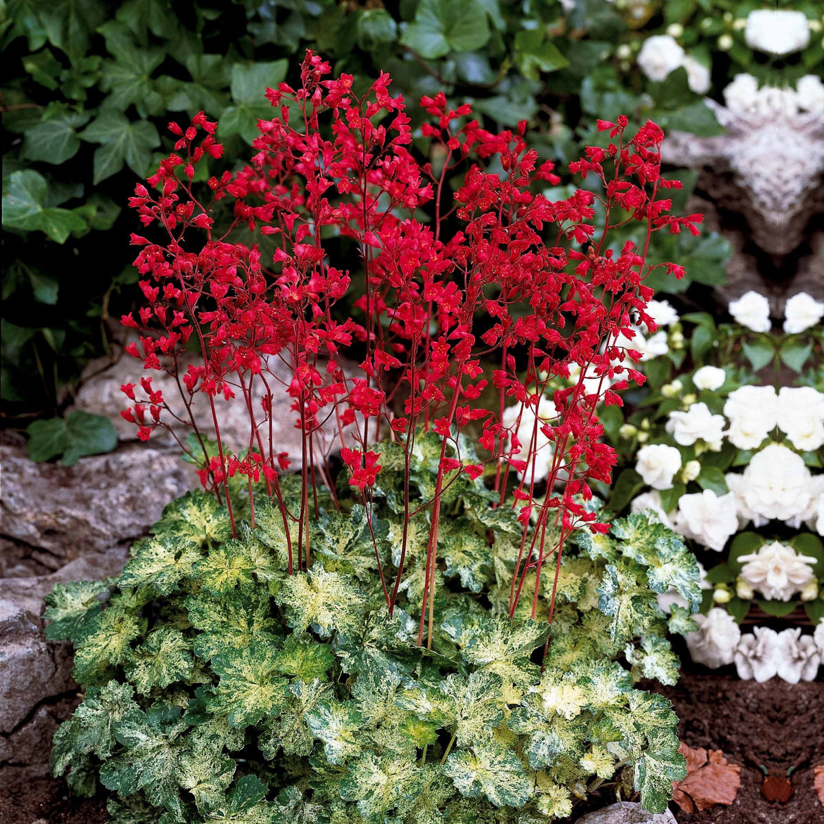 3 Heuchères hybride Hercules ® - Heuchera hercules - Bakker