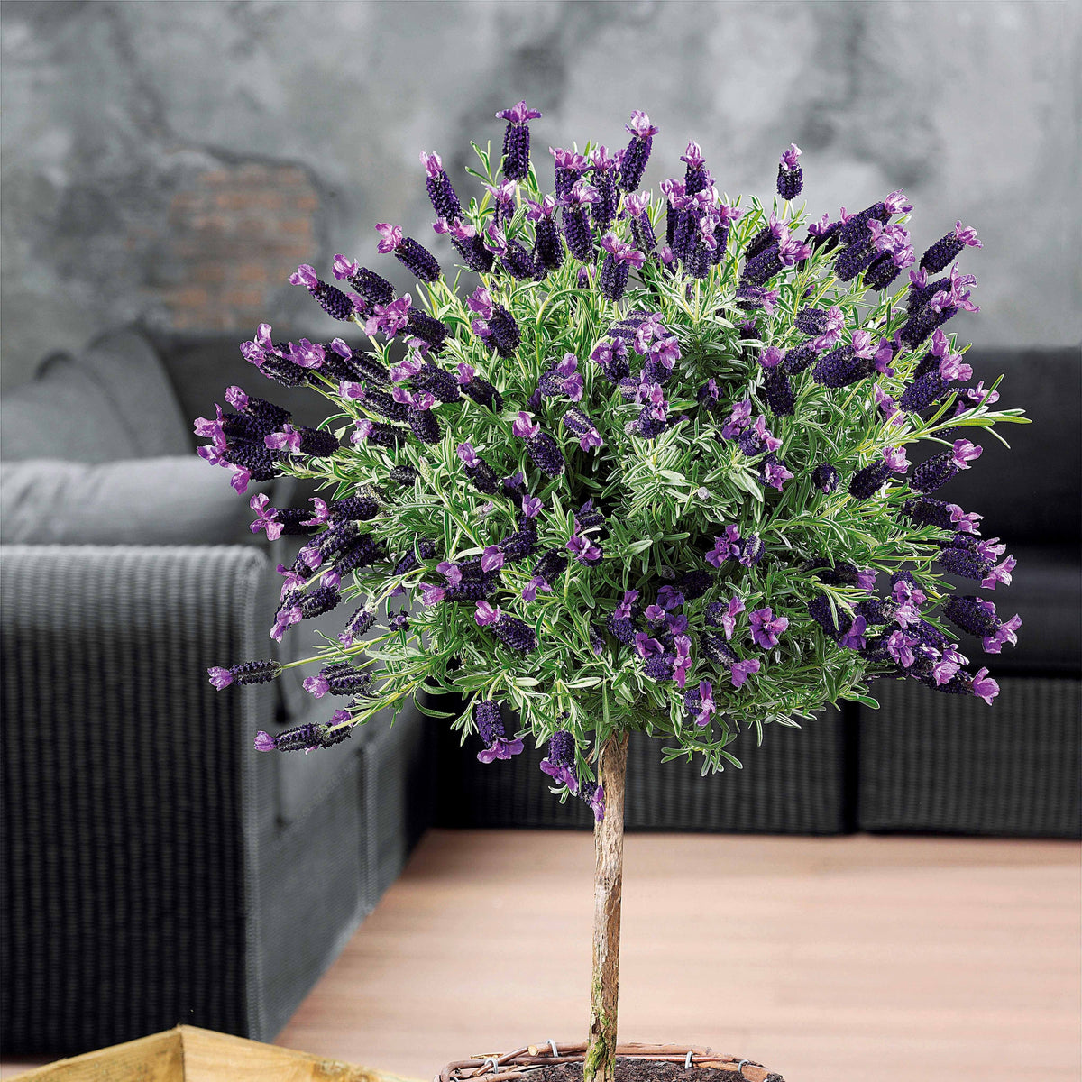 Lavande papillon sur tige - Lavandula stoechas - Bakker