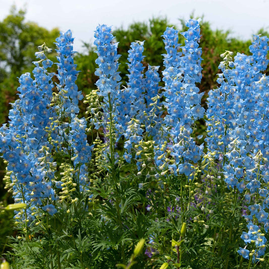 5 Delphiniums Ciel Bleu - Bakker