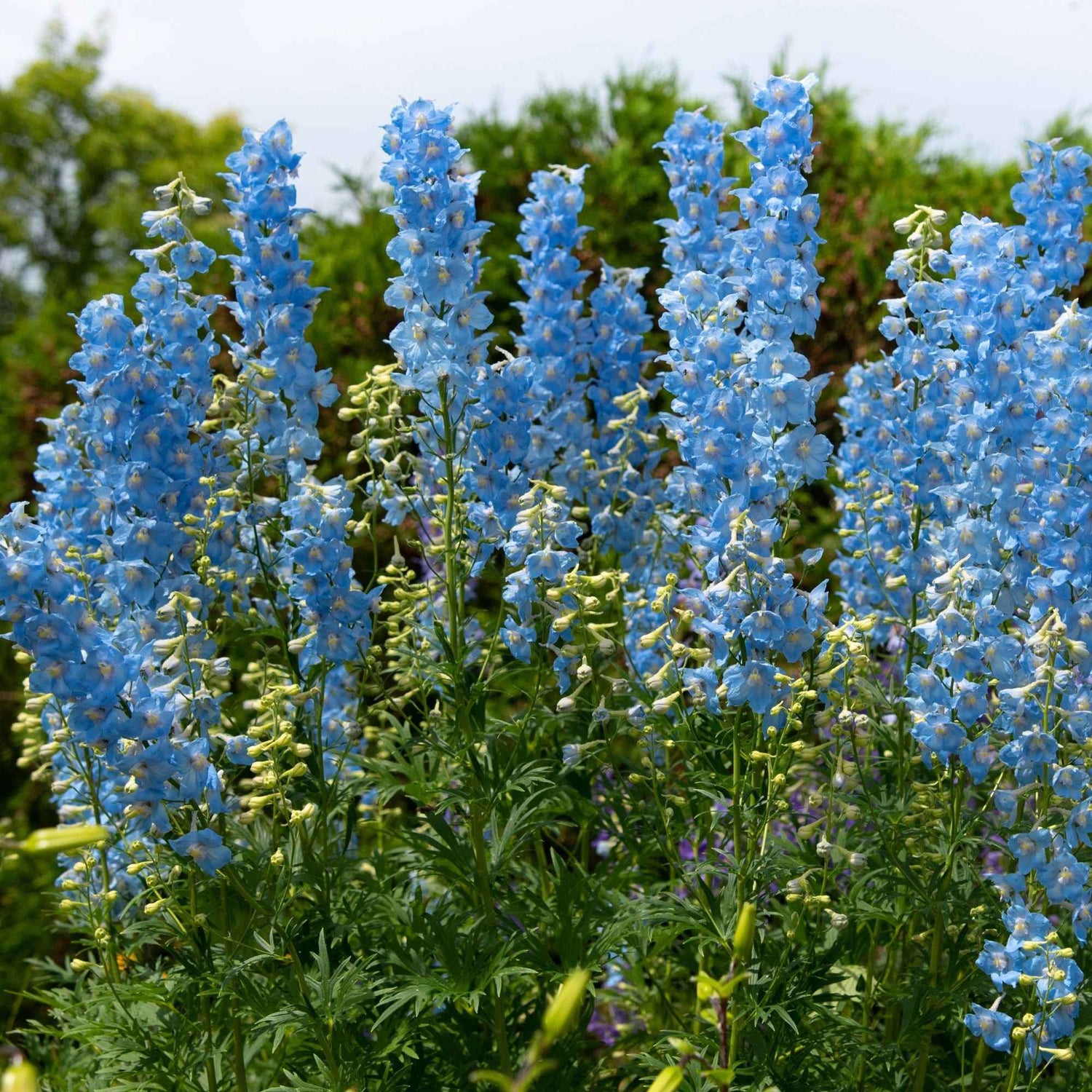 Delphinium