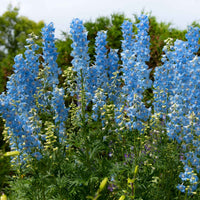 Collection de plantes vivaces pour massifs champêtres - Bakker.com | France