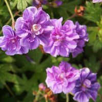 Géranium vivace à fleurs doubles bleue - Bakker.com | France