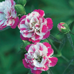 2 Œillets Paradis roses - Bakker