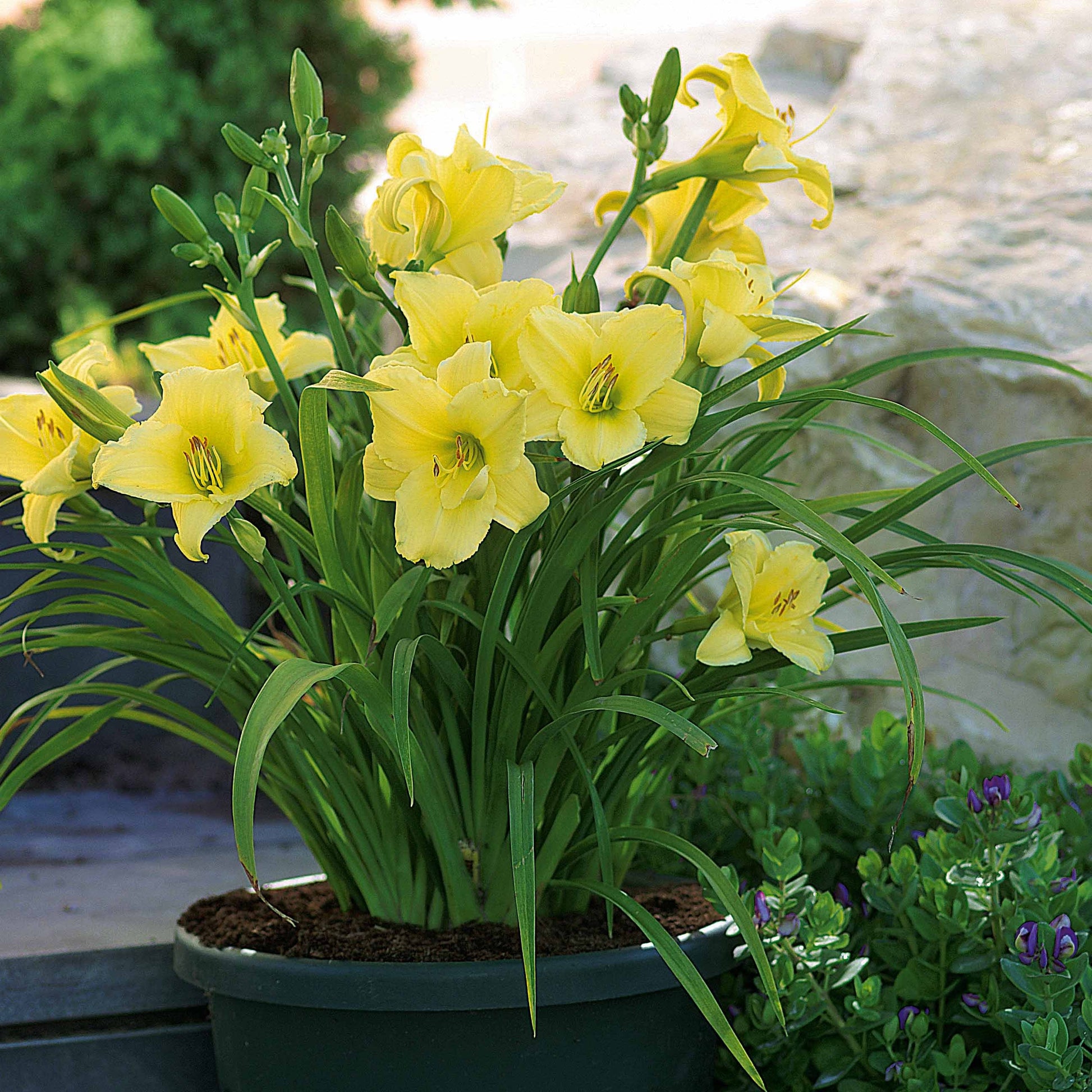 Hémérocalle jaune et parfumée - Bakker.com | France