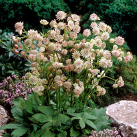 Bakker - 2 Astrances blanches - Astrantia major star of royals - Arbustes et vivaces