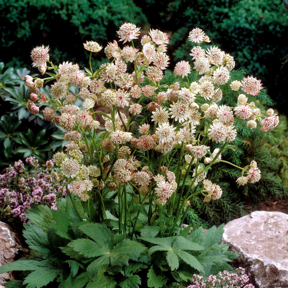 2 Astrances blanches - Bakker