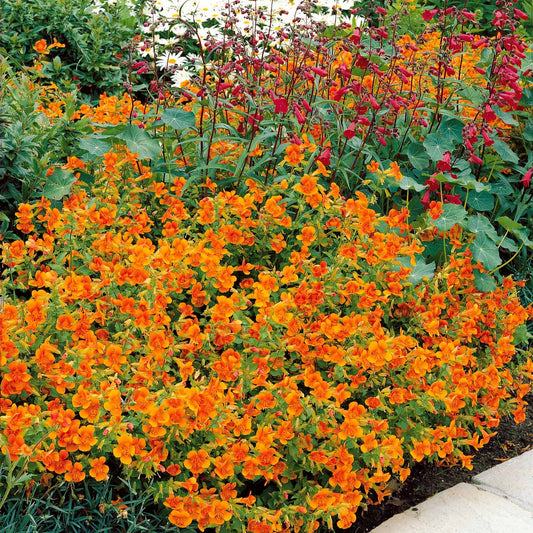 5 Mimulus Orange Glow - Bakker