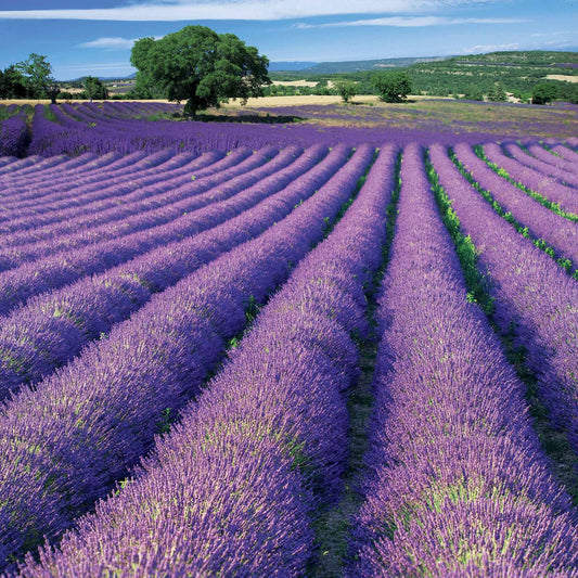 Bakker - Lavande de Grasse - Lavandula angustifolia Grosso - Plantes d'extérieur