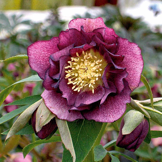 Bakker - 2 Roses de Noël doubles violette - Helleborus orientalis double ellen red - Plantes d'extérieur