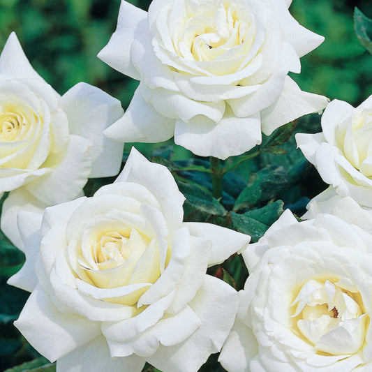 Rosier buisson Helga - Bakker