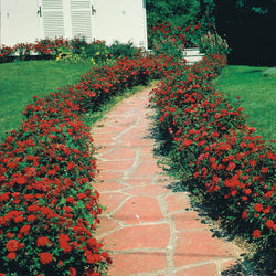 3 Rosiers à massif Alain - Bakker