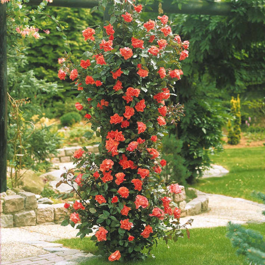 Rosier grimpant Métanoïa - Bakker