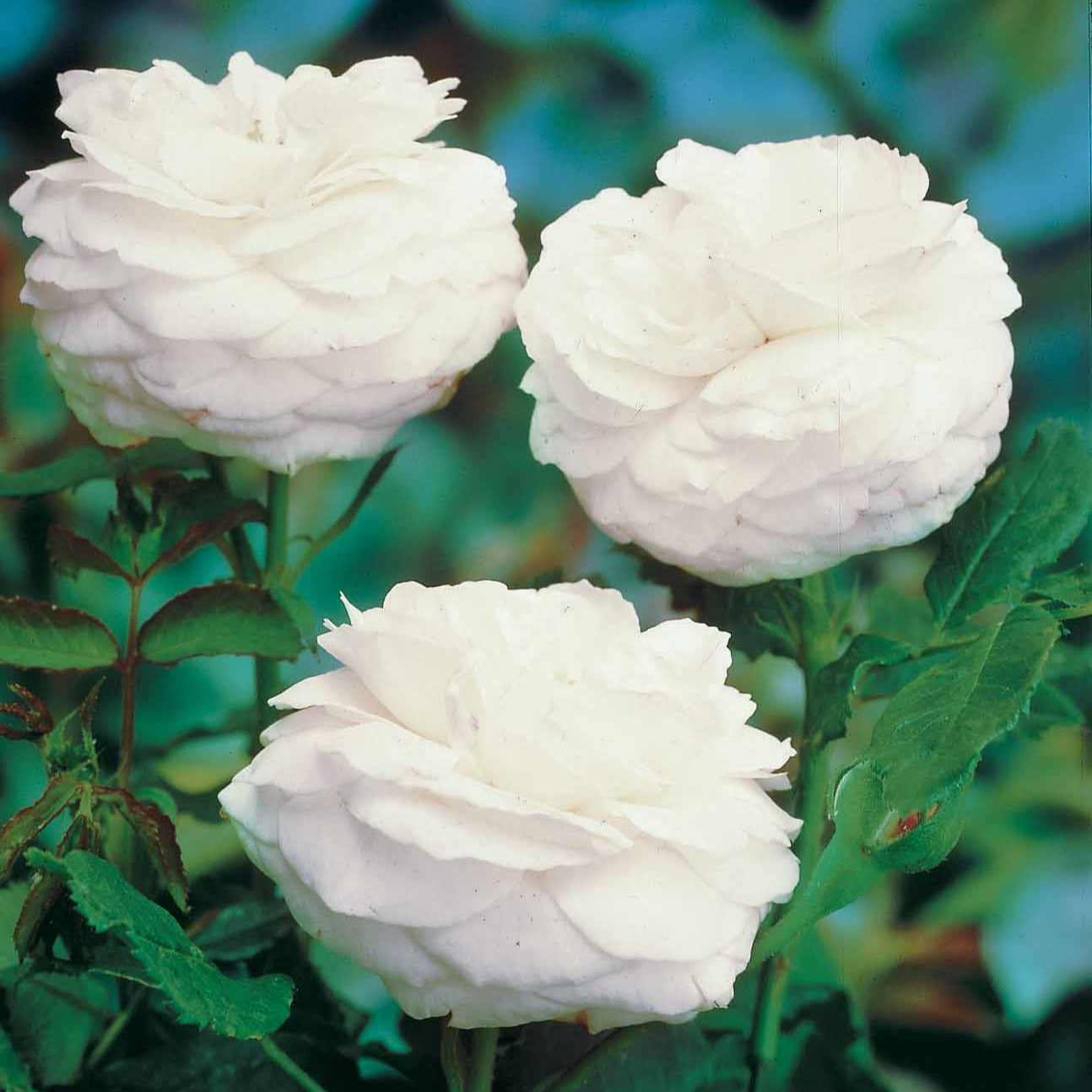 Rosier botanique Boule de Neige (Bourbon) - Bakker.com | France