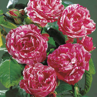 Rosier botanique Ferdinand Pichard (Bourbon) - Bakker.com | France