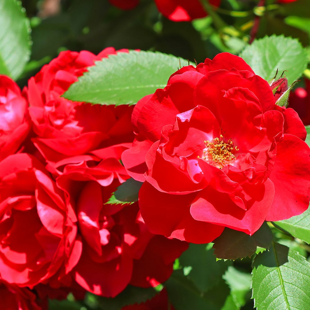 Rosier à massif rouge - Bakker.com | France