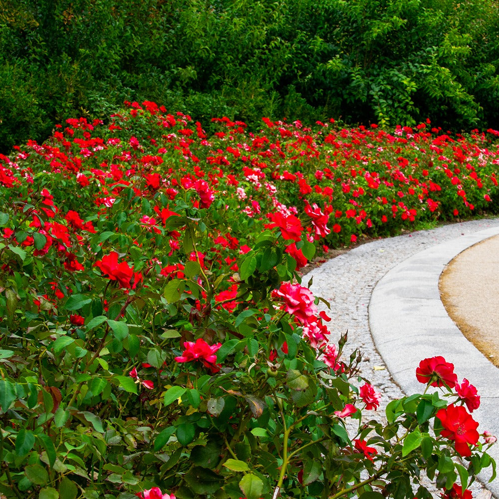 Rosier à massif rouge - Bakker.com | France