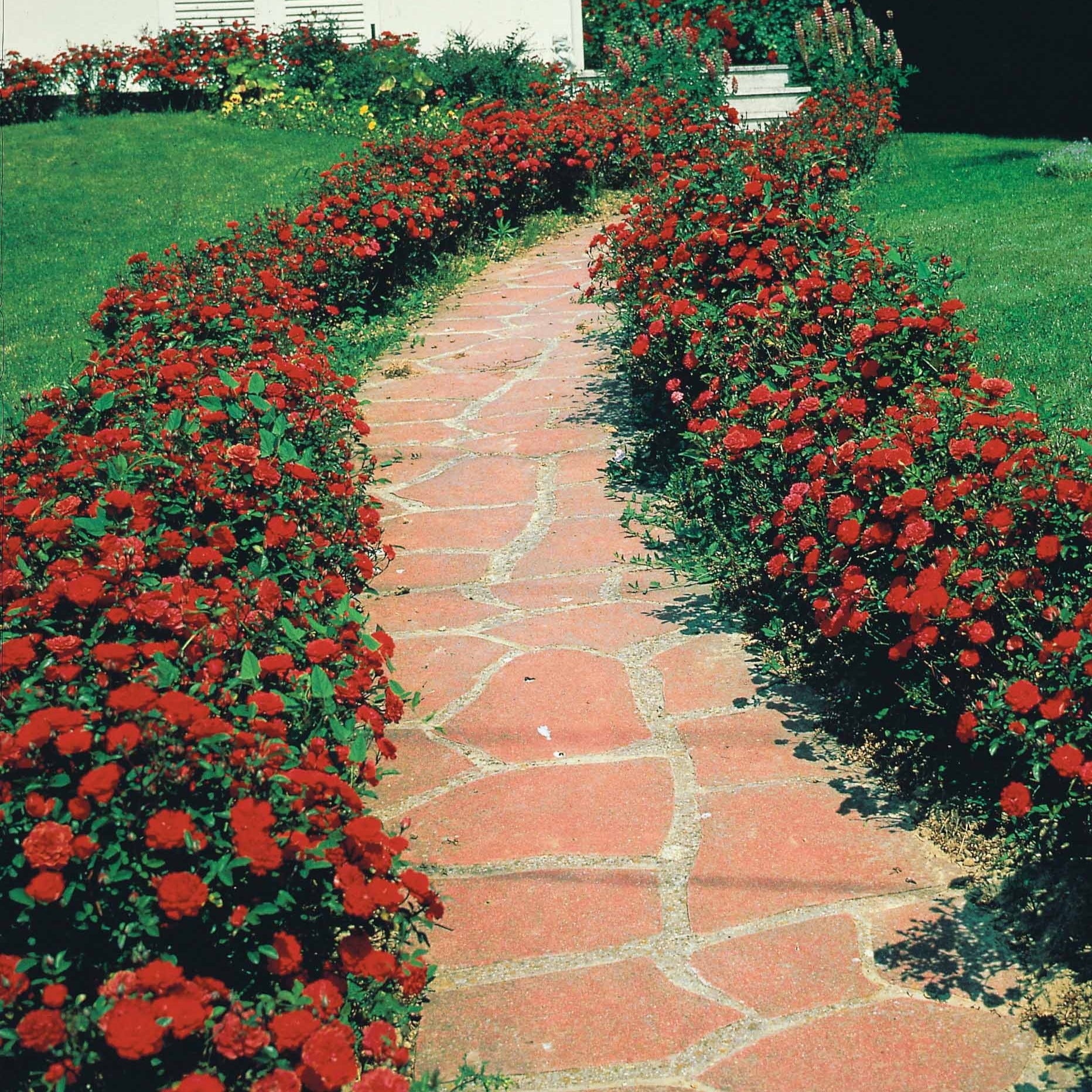 Rosier à massif rouge - Bakker.com | France