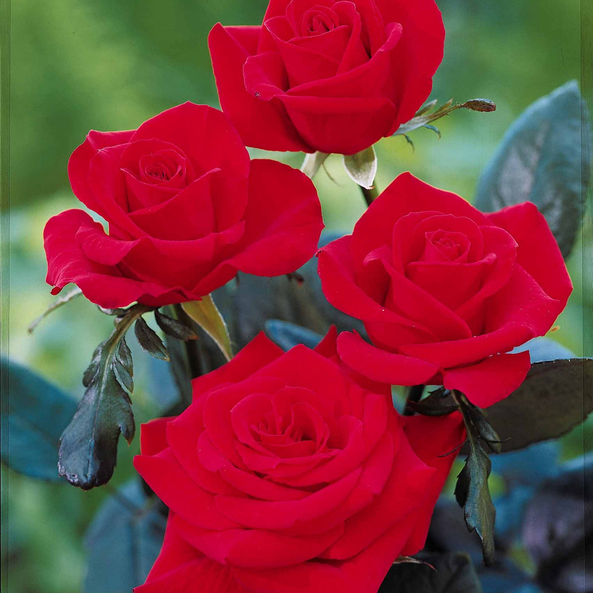 Rosa oklahoma - Rosier Oklahoma - Rosiers - racines nues
