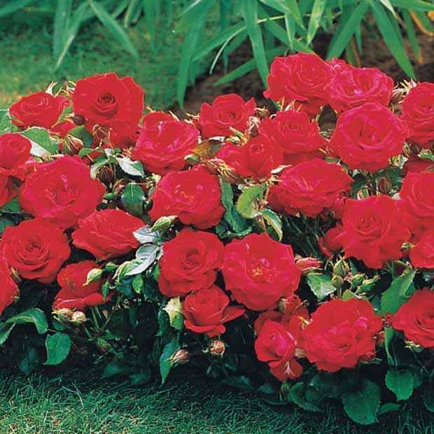 3 Mini-rosiers Randilla rouge - Rosa randilla - Bakker