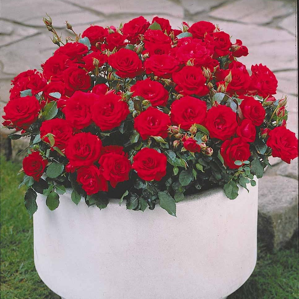 3 Mini-rosiers Randilla rouge - Bakker