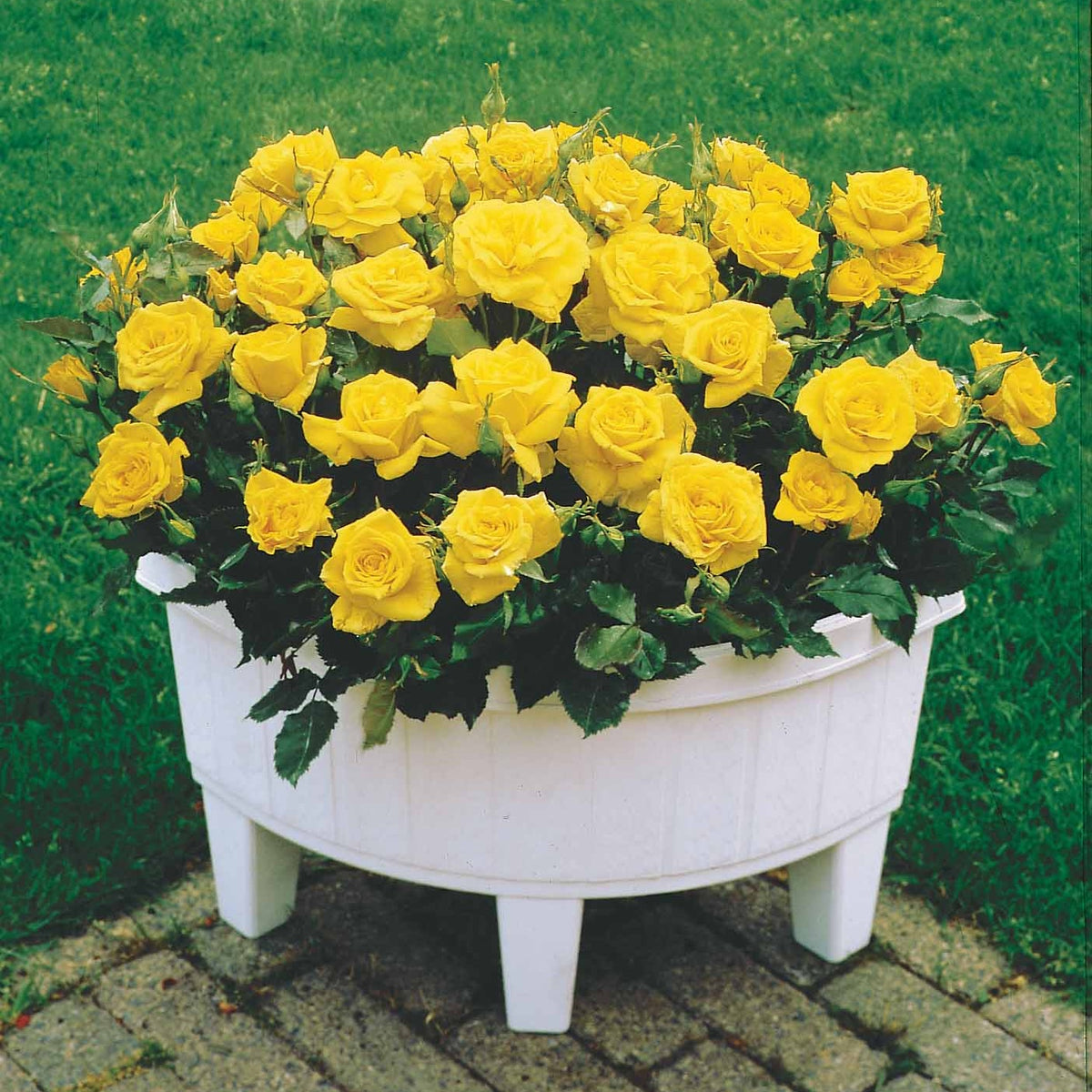 3 Mini-rosiers Randilla jaune - Bakker