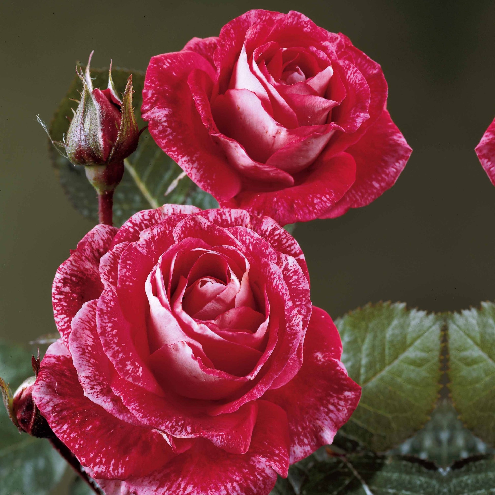 Bakker - Collection de 3 Rosiers buissons : Famosa, Whisky, Double Delight - Rosa 'famosa', 'whisky', 'double delight' - Rosiers