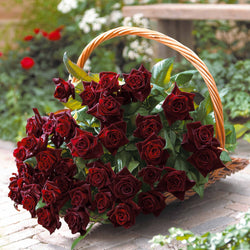 Rosier buisson Black Baccara ® Meidebenne - Bakker