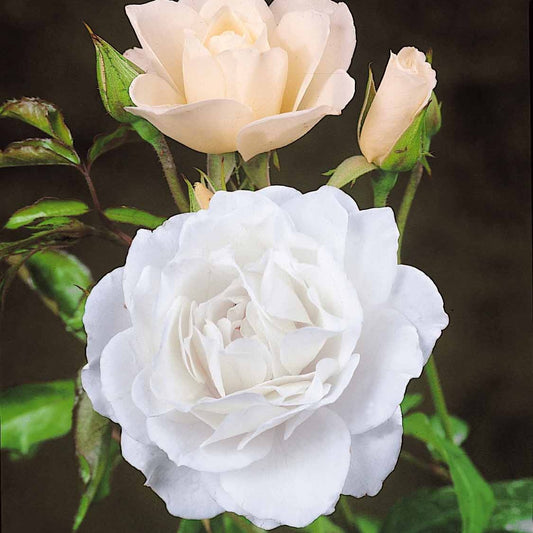 Rosier arbuste Korbin - Bakker