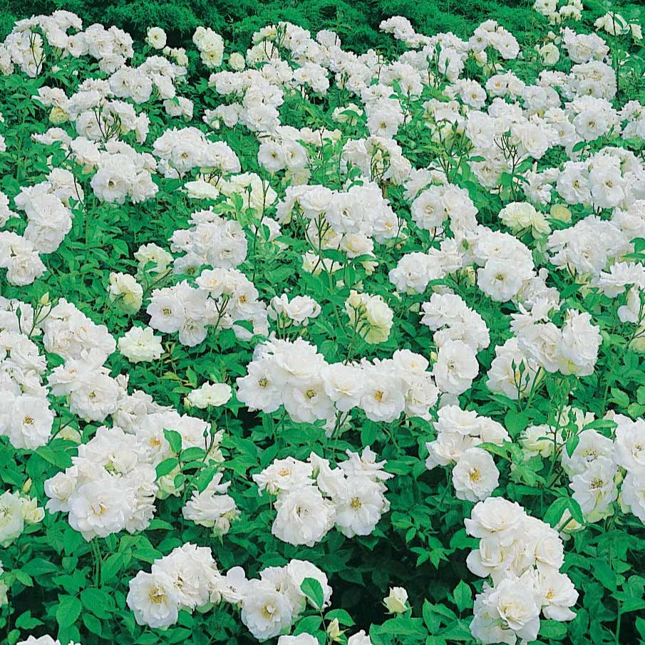 Rosa floribunda princesse de galles ® hardinkum - Rosier Princesse de Galles ® Hardinkum - Rosiers - racines nues