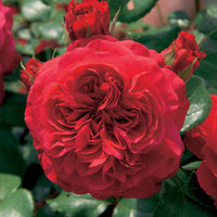 Rosier floribunda Red Leonardo da Vinci ® Meiangele - Bakker.com | France