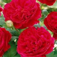 Rosier floribunda Red Leonardo da Vinci ® Meiangele - Bakker.com | France